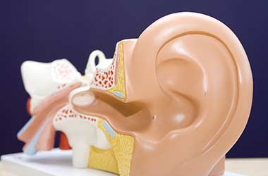 3D-Model-of-the-Human-Ear