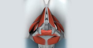 3D-Model-of-the-Larynx