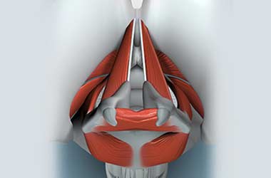 3D Model-of the Larynx