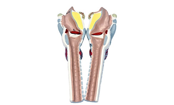 Human-Larynx-Model