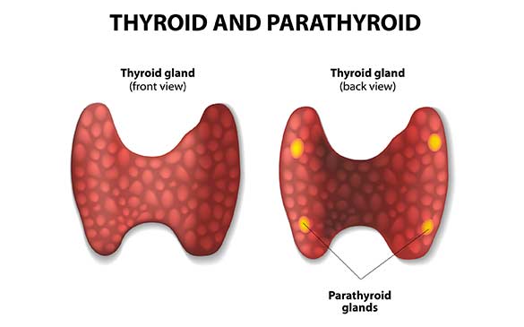 Thyroid-Diagram