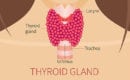 Thyroid-Gland-Diagram-Los-Angeles-ENT-Doctors