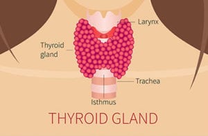 Thyroid-Gland-Diagram-Los-Angeles-ENT-Doctors