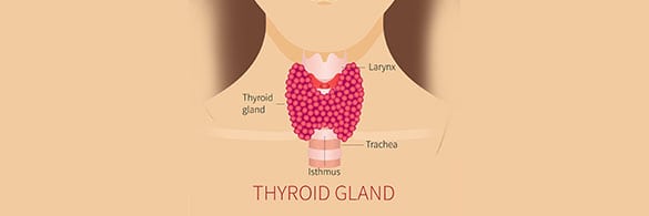 Thyroid-Gland-Diagram