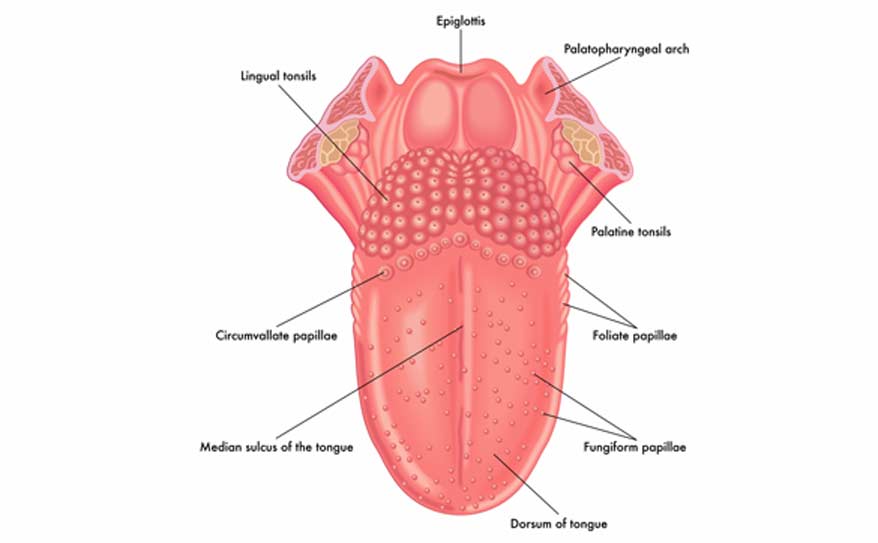 Tonsil-Diagram